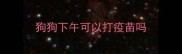 狗狗下午可以打疫苗吗