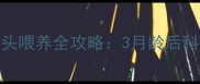 黑背幼犬骨头喂养全攻略3月龄后科学补钙指南