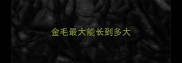 金毛最大能长到多大