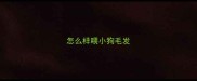 怎么样喂小狗毛发
