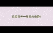 边牧寄养一周回来安静