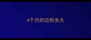 4个月的边牧多大