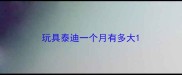 玩具泰迪一个月有多大