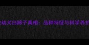 边牧幼犬白蹄子真相品种特征与科学养护全