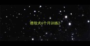 德牧犬6个月训练