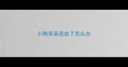 小狗耳朵流血了怎么办