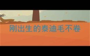 刚出生的泰迪毛不卷