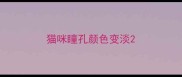 猫咪瞳孔颜色变淡