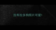 拉布拉多狗照片可爱