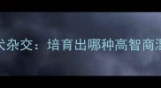 哈士奇与边境牧羊犬杂交培育出哪种高智商混血宠物的可能性
