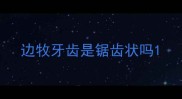 边牧牙齿是锯齿状吗