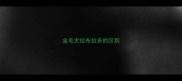 金毛犬拉布拉多的区别