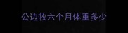公边牧六个月体重多少