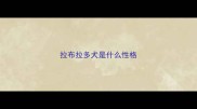 拉布拉多犬是什么性格