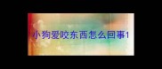 小狗爱咬东西怎么回事