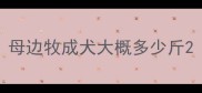 母边牧成犬大概多少斤