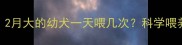 新手必看2月大的幼犬一天喂几次科学喂养指南来了