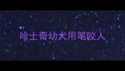 哈士奇幼犬用笔咬人
