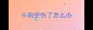 小狗受伤了怎么办