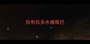拉布拉多水癞尾巴