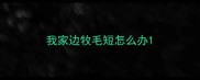我家边牧毛短怎么办
