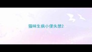 猫咪生病小便失禁