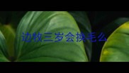 边牧三岁会换毛么