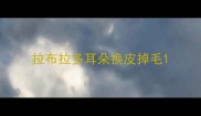 拉布拉多耳朵换皮掉毛