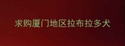 求购厦门地区拉布拉多犬