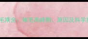 金毛犬换毛期全掉毛高峰期原因及科学护理指南