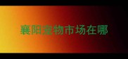 襄阳宠物市场在哪