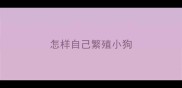 怎样自己繁殖小狗