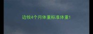 边牧4个月体重标准体重