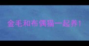金毛和布偶猫一起养