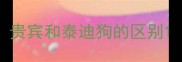 贵宾和泰迪狗的区别