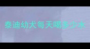 泰迪幼犬每天喝多少水