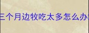 三个月边牧吃太多怎么办