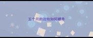 五个月的边牧如何喂养