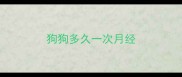 狗狗多久一次月经