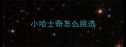 小哈士奇怎么挑选