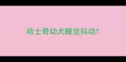 哈士奇幼犬睡觉抖动