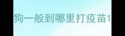 狗一般到哪里打疫苗