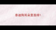 泰迪狗耳朵里面痒