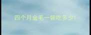 四个月金毛一顿吃多少