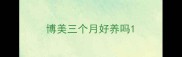 博美三个月好养吗