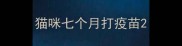 猫咪七个月打疫苗