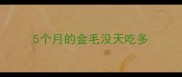 5个月的金毛没天吃多