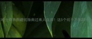 哈士奇养狗避坑指南过来人血泪这5个坑千万别踩中