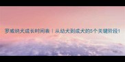 罗威纳犬成长时间表从幼犬到成犬的5个关键阶段