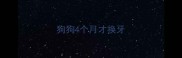 狗狗4个月才换牙